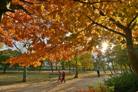 Varázslatos őszi színekben pompázik a Tóvárosi sétány